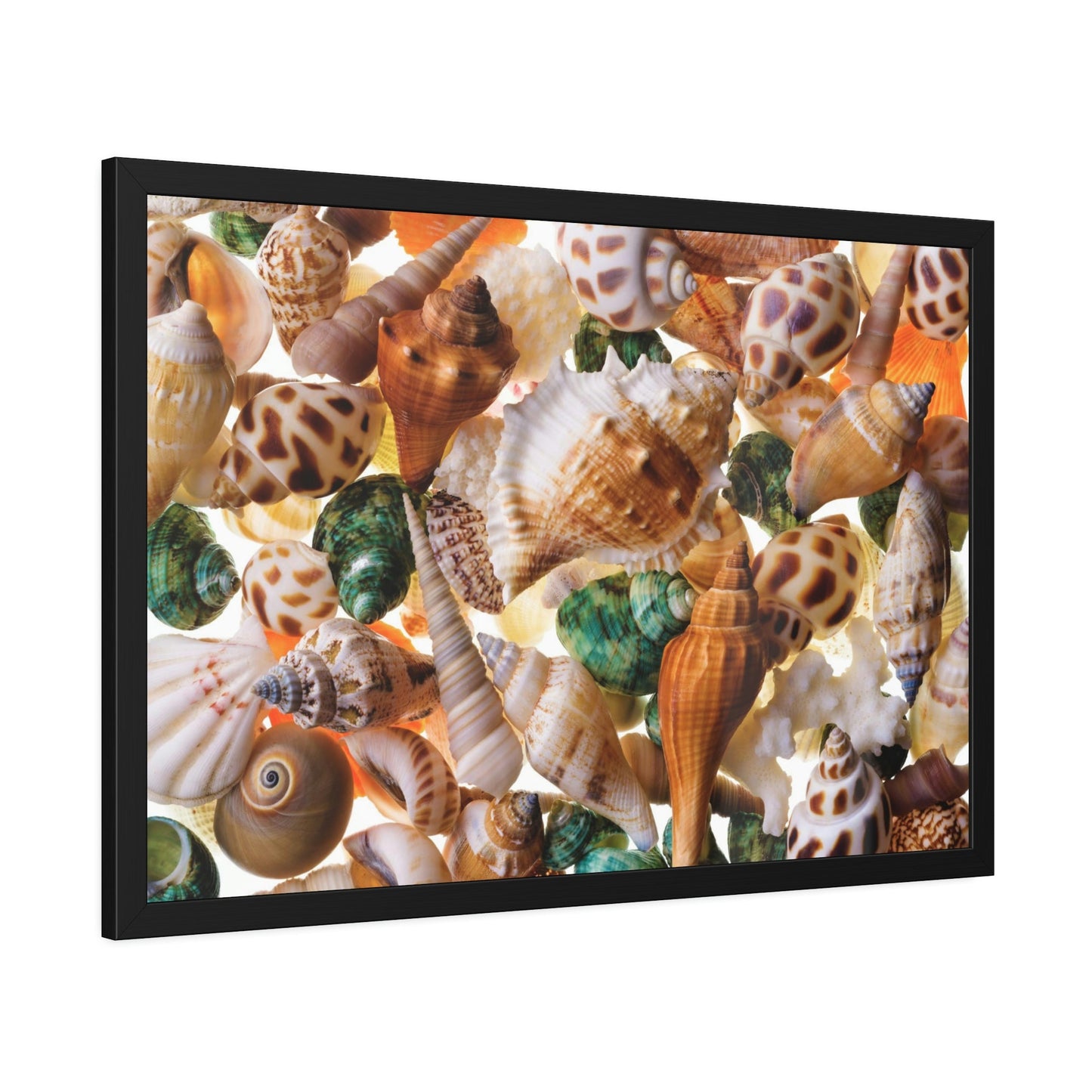 Coastal Treasures: Natural Canvas and Framed Wall Art with Beautiful Seashell Collection