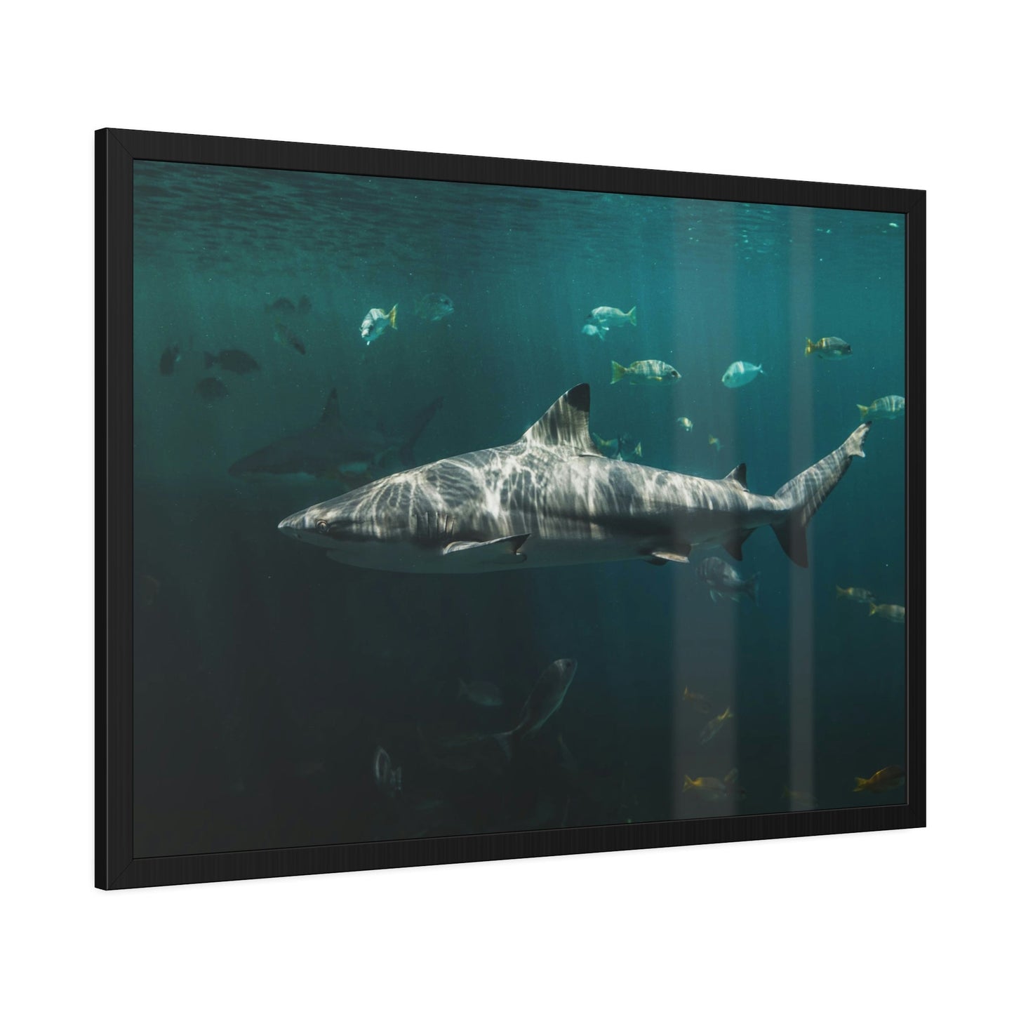 Silent Predators: Sharks' Haunting Canvas