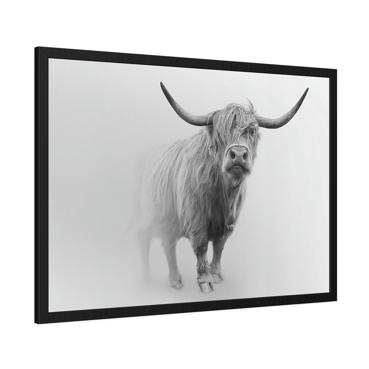 Scottish Cattle | Wall Art — Pixoram