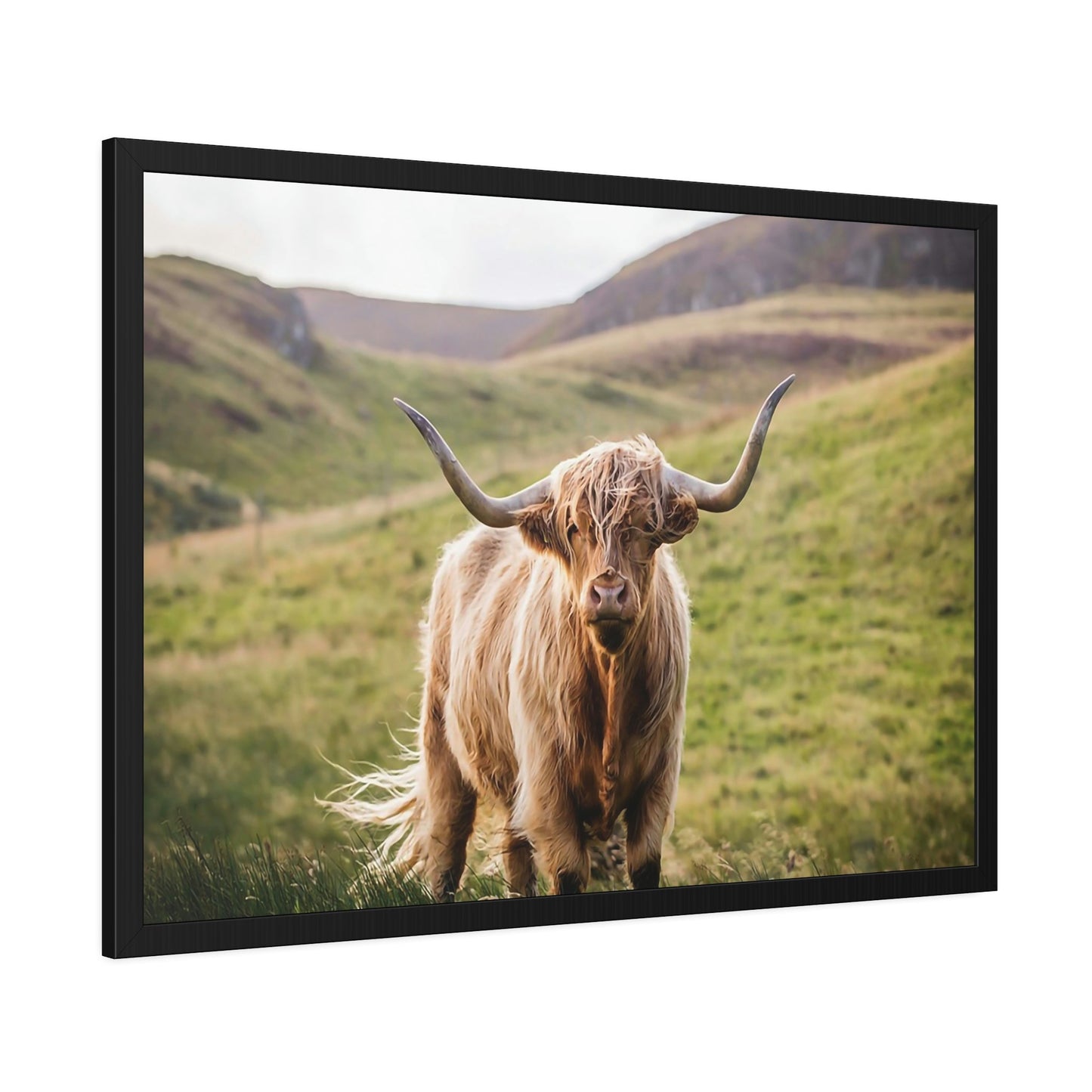 Highland Cow | Furry Cow on a Sunny Day | Canvas Art — Pixoram