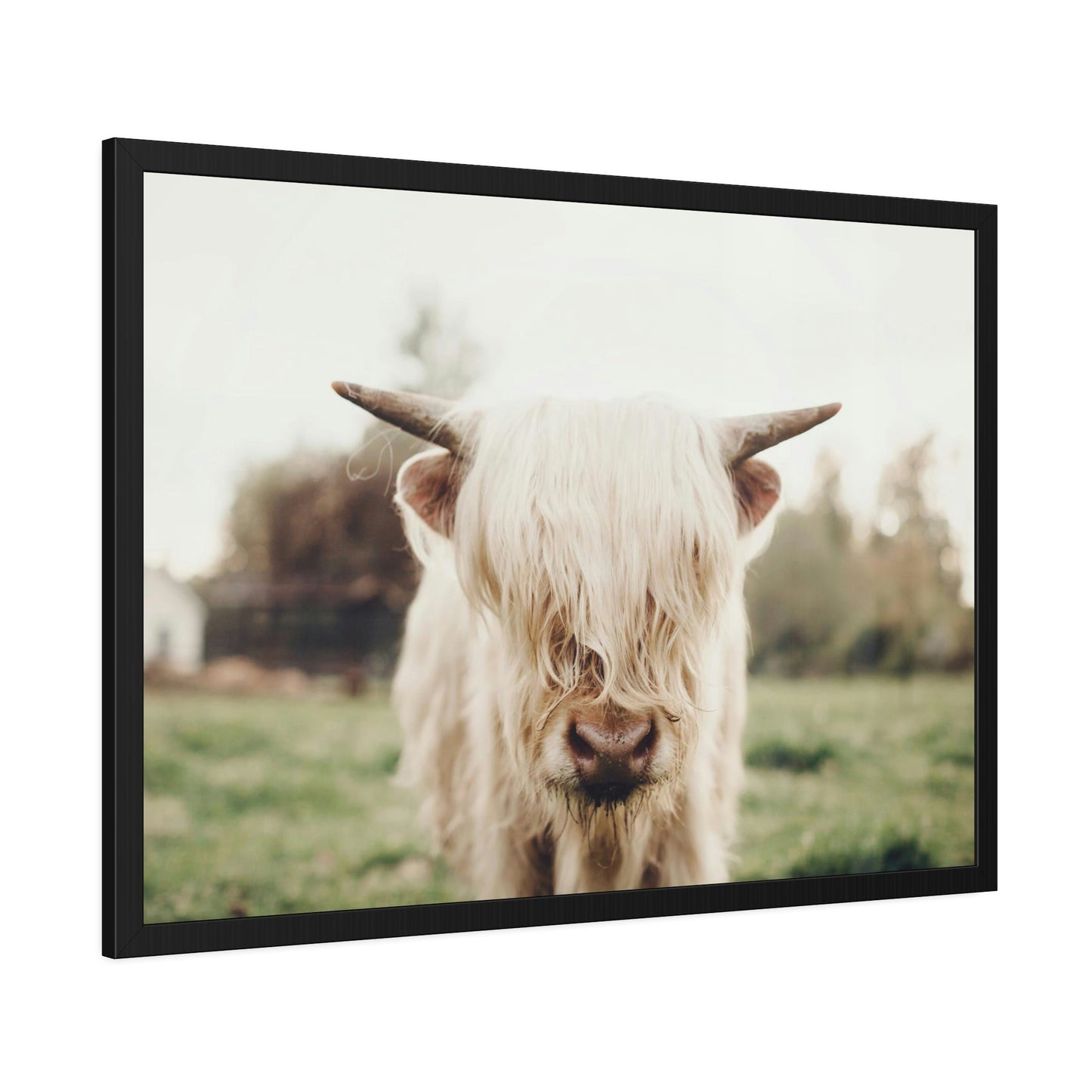 Highland Cow | Milky Color of Cow | Art Canvas — Pixoram