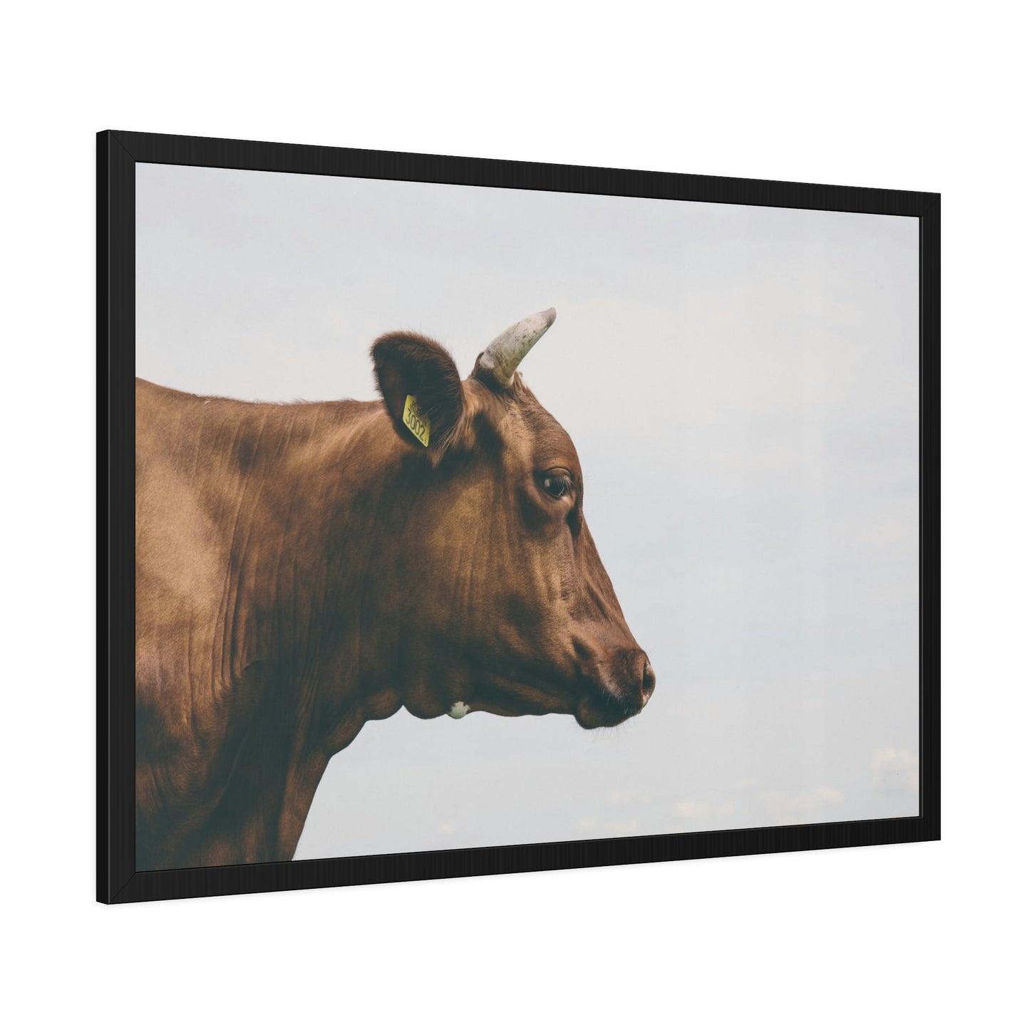 Scotch Highland Cattle - Wall Art | Animals Art