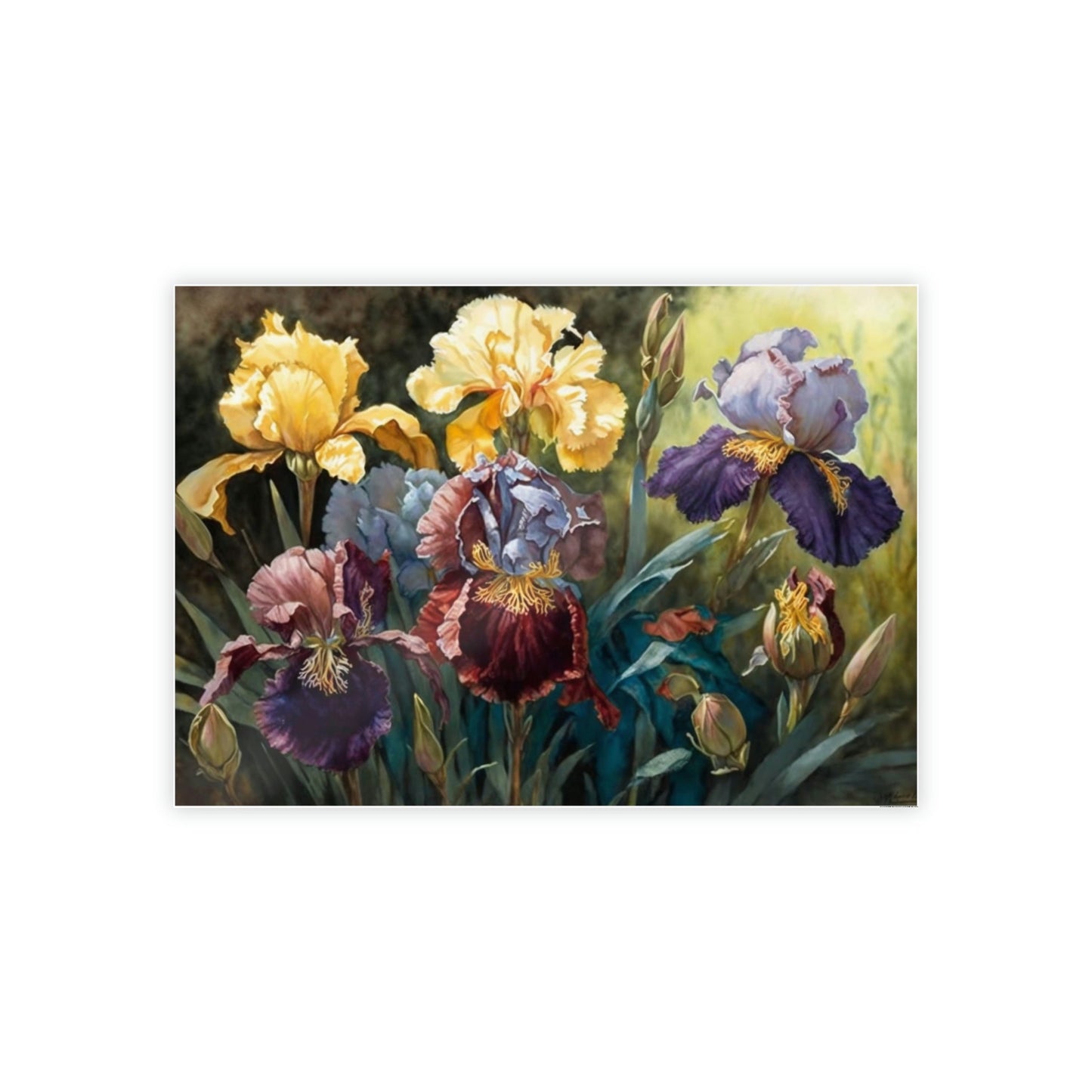 Iris Dance: A Canvas of Petals in Motion