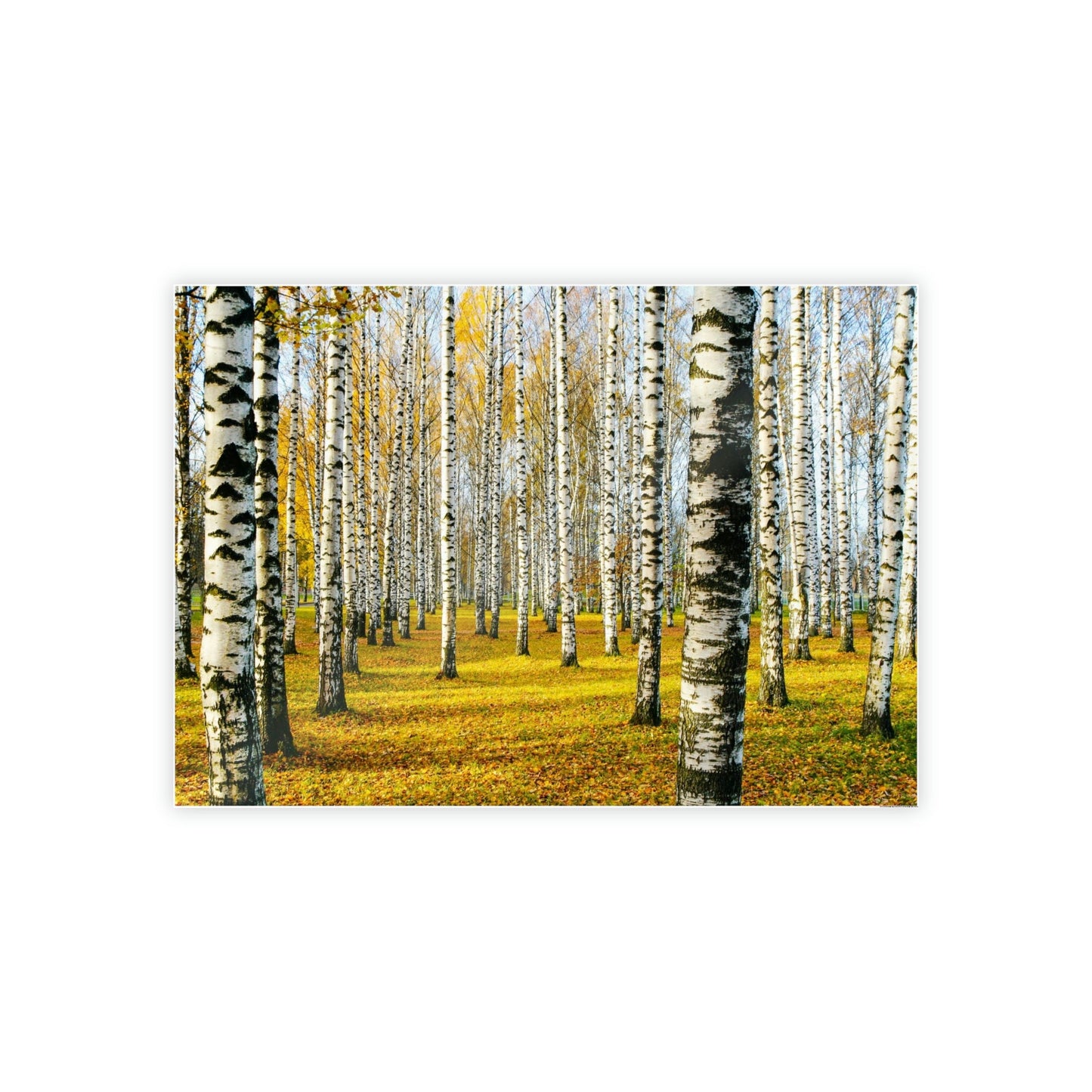 The Serene Beauty of Aspen Trees: Wall Art for Your Home