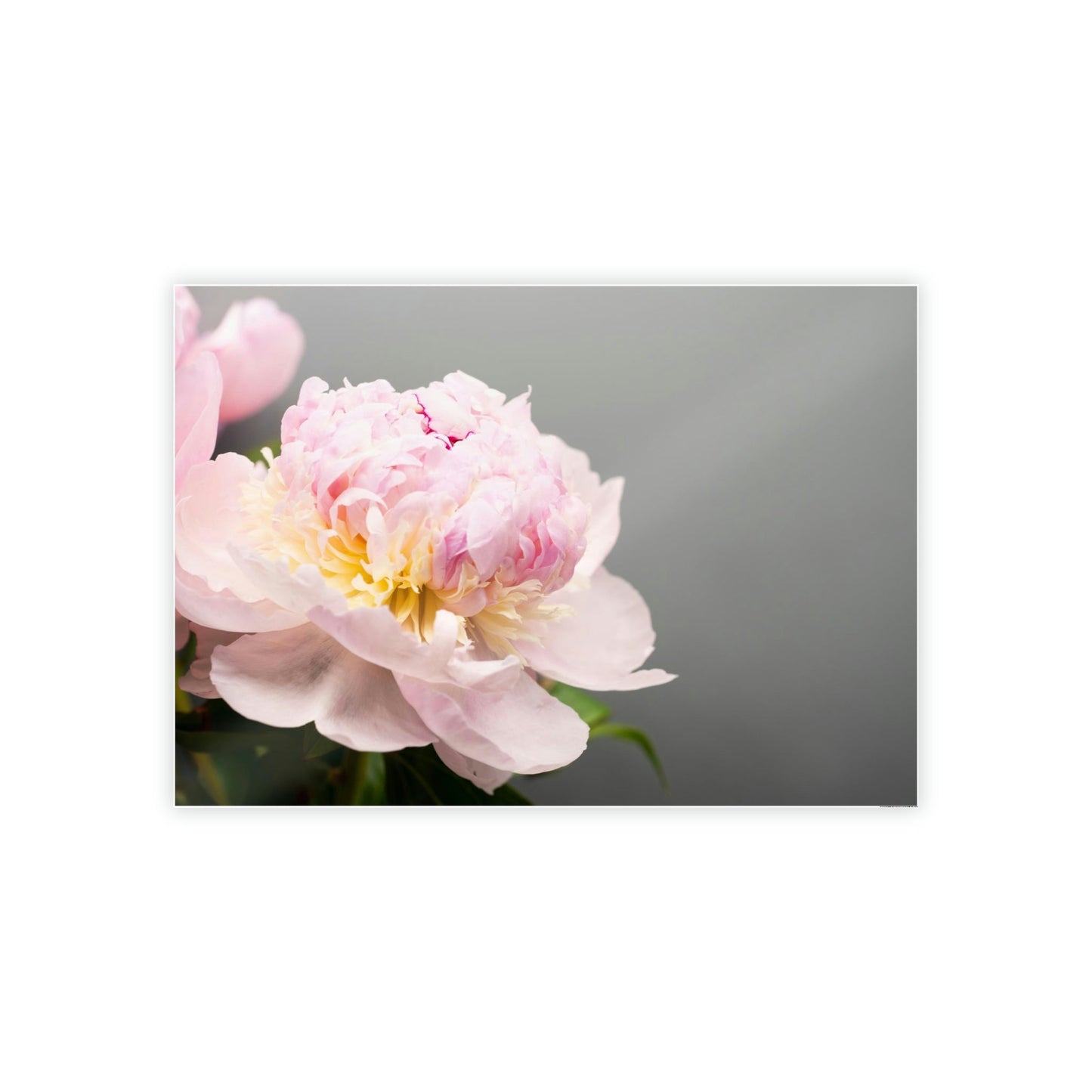 Peony Purity: A Bouquet of White