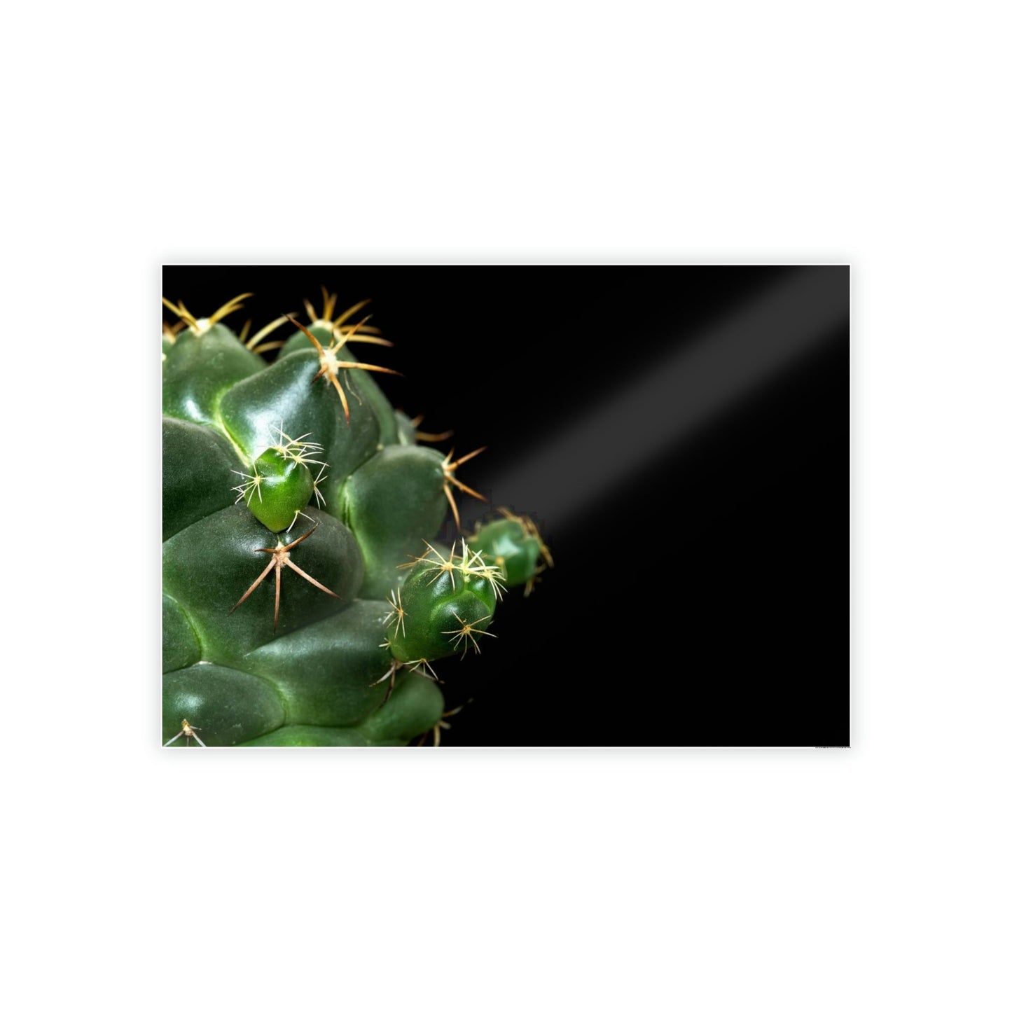 Succulent Splendor: Natural Canvas Cactus Print for a Modern Look