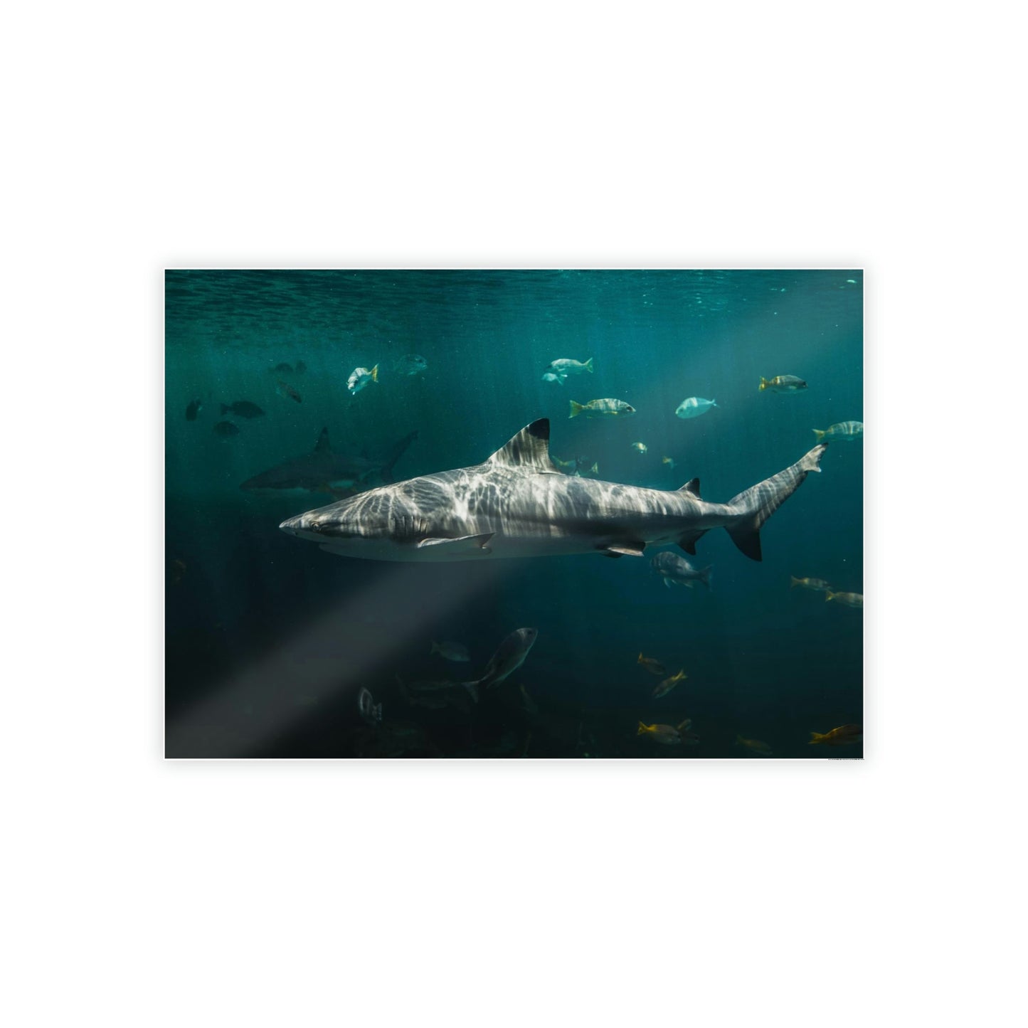 Silent Predators: Sharks' Haunting Canvas