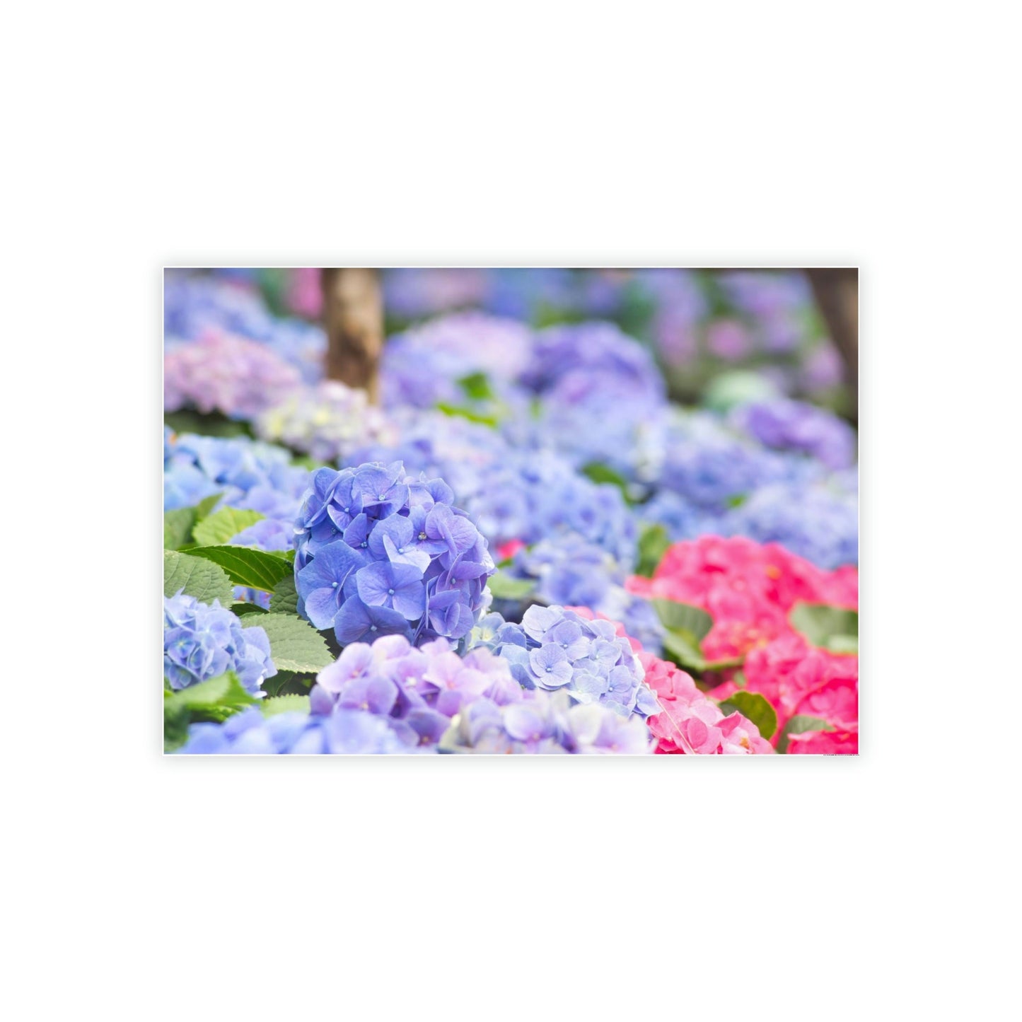 Hydrangea Harmony: A Unity of Flowers