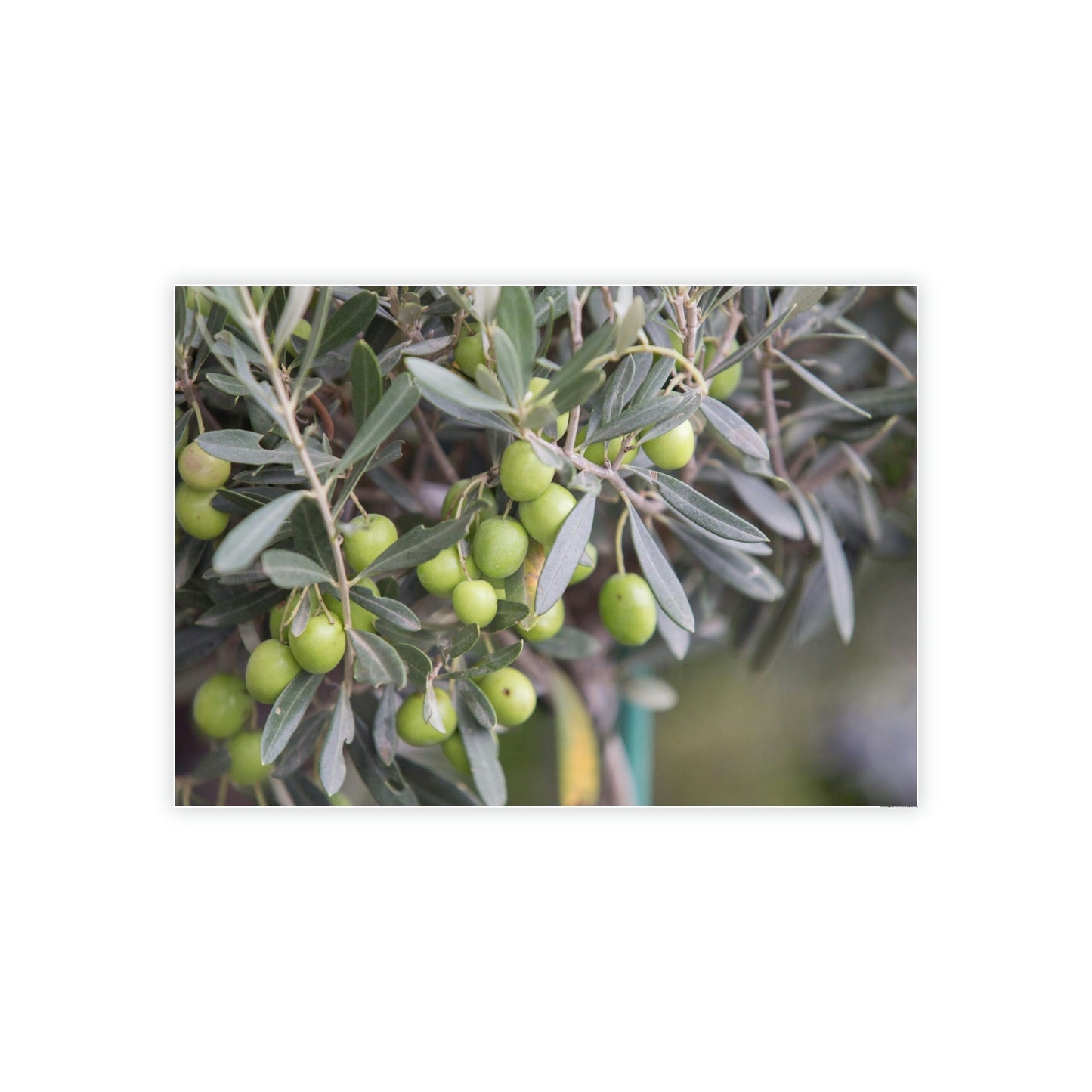 A Grove of Memories: A Nostalgic and Heartfelt Tribute to the Olive Trees' History