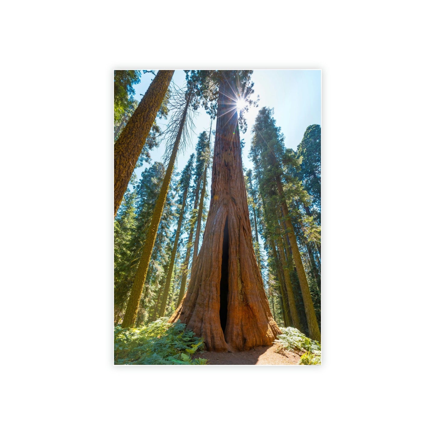 Whispers from the Forest: Redwood Trees