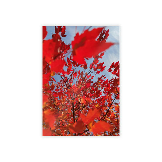 Autumn's Glow: Maple Trees in Bloom