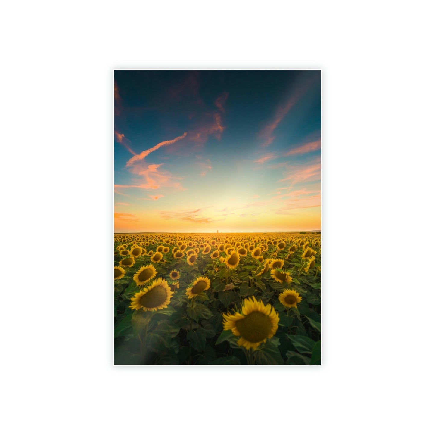 Radiant Rays: A Mesmerizing and Luminous Portrait of Sunflowers' Glory