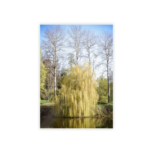 Whispers of the Willow: A Peaceful Retreat