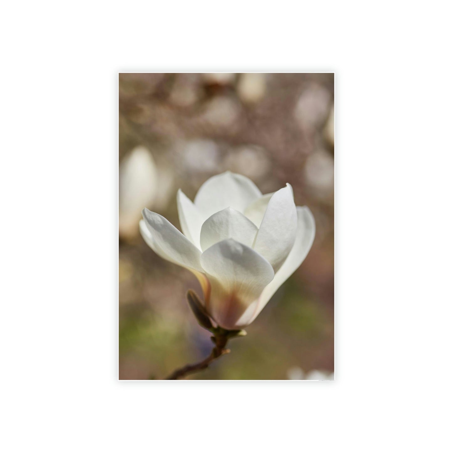 Magnolia Romance: A Garden of Love