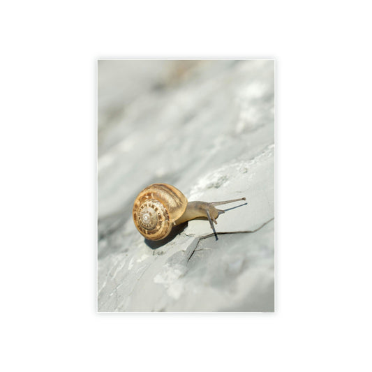 A Snail's World: Life in Slow Motion