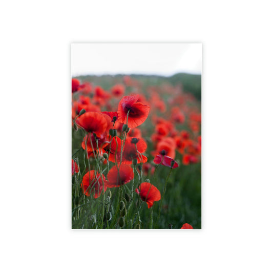 Fields of Red: A Painting of Poppies in Bloom