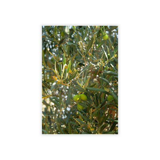 Mediterranean Groves: A Lush and Vibrant Ode to the Olive Trees of the South