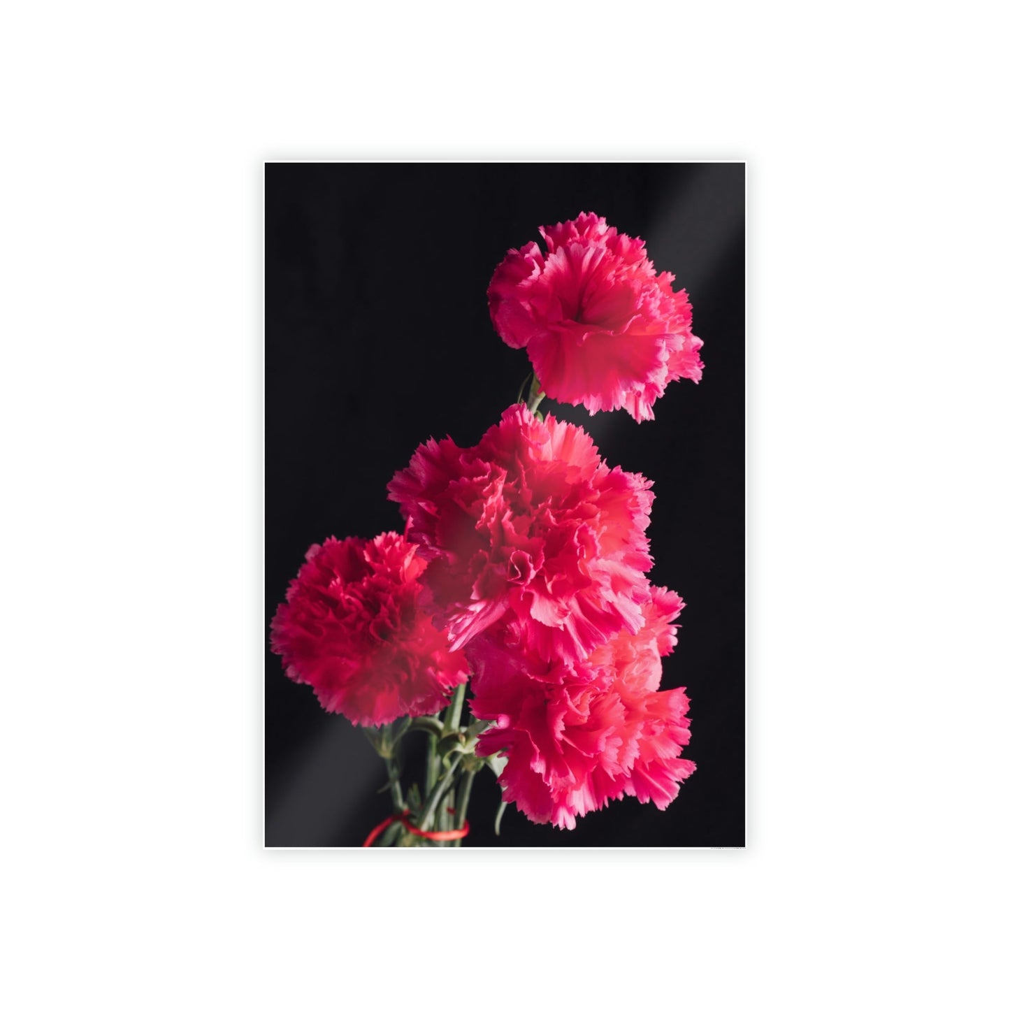 Blooming Beauty: Natural Canvas and Art Prints of Carnations for Your Home