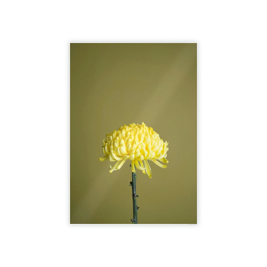 Chrysanthemum Elegance: Striking Wall Art on Framed Canvas