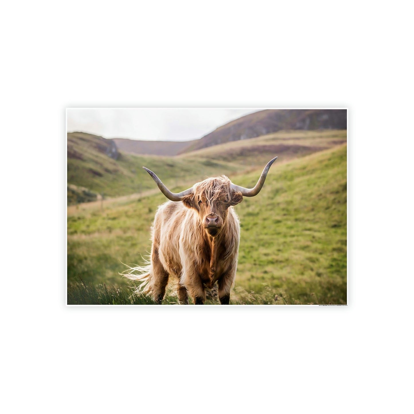 Highland Cow | Furry Cow on a Sunny Day | Canvas Art — Pixoram
