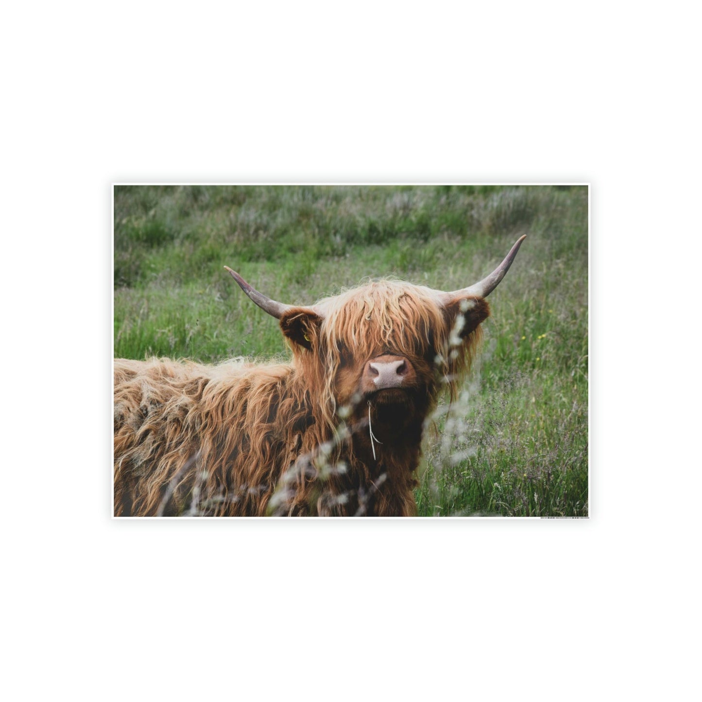 Highland Cow Calf: Adorable Wall Art on Natural Canvas