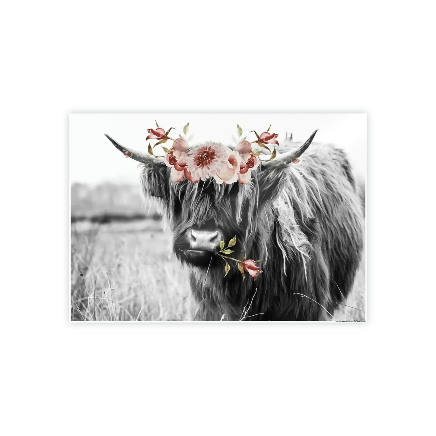 Highland Cow | Black-White Picture of Cow with Pink Flowers in the Mouth | Art Canvas — Pixoram