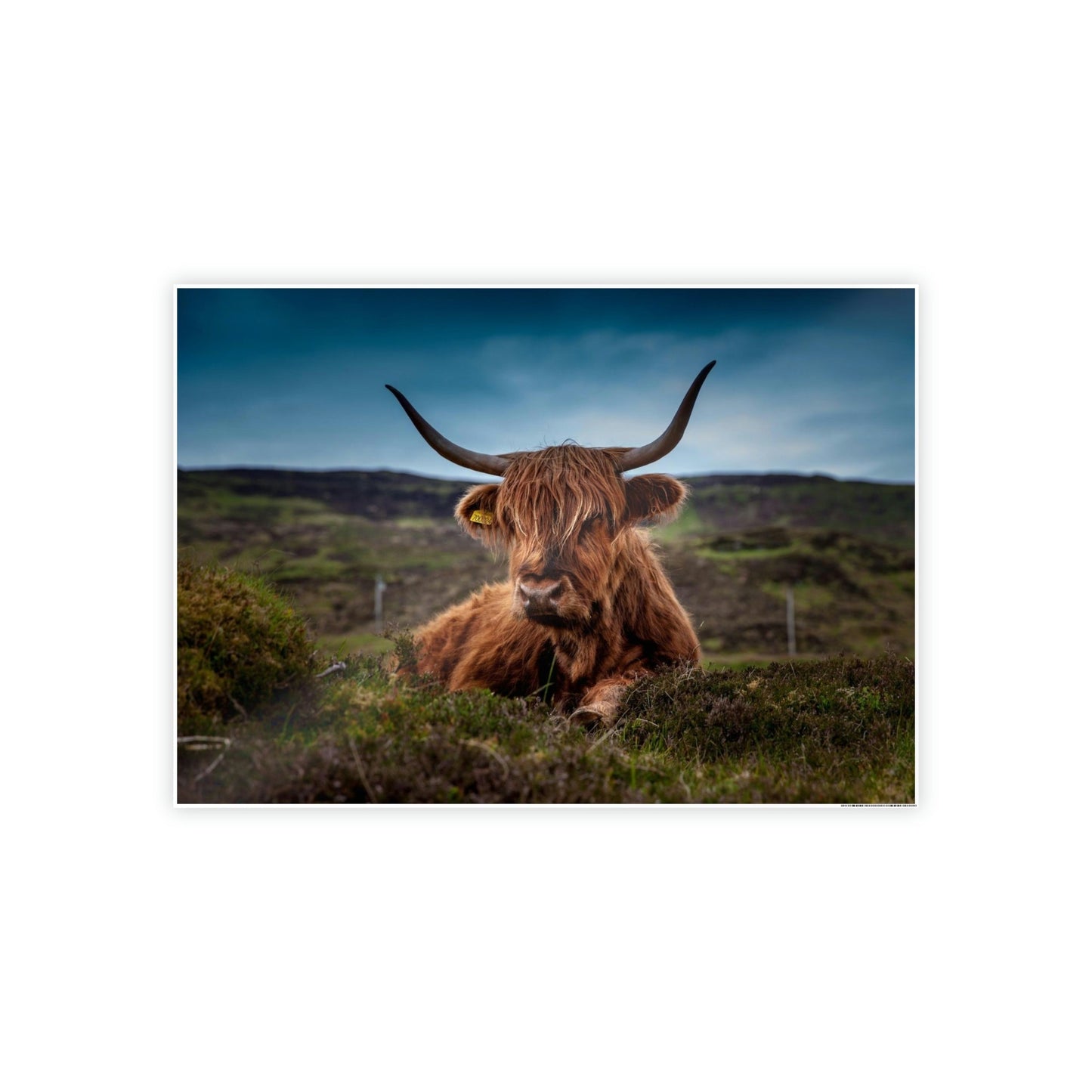 Scottish Longhorn Cattle - Canvas Art | Animals Art