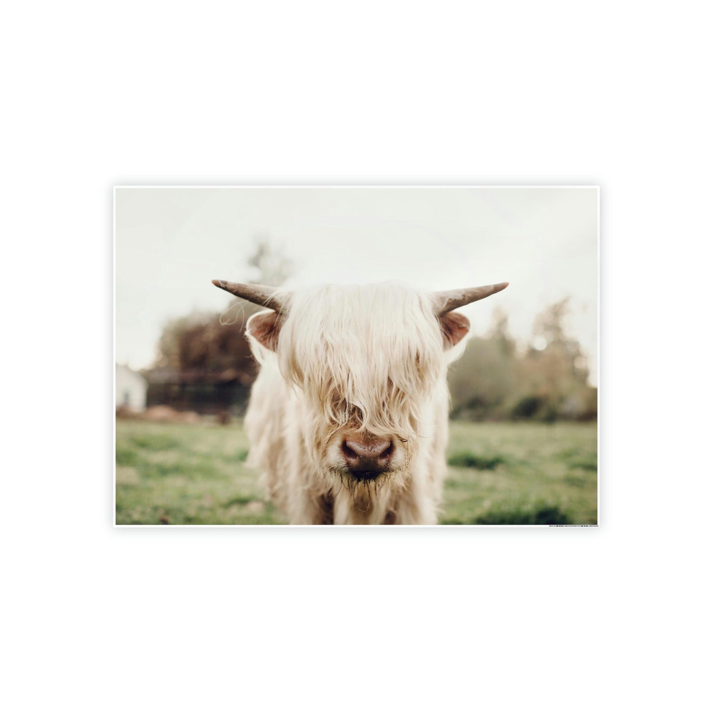 Highland Cow | Milky Color of Cow | Art Canvas — Pixoram