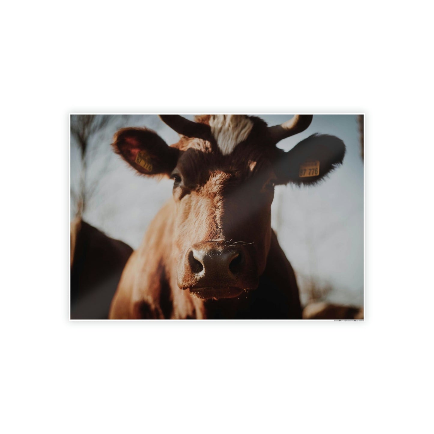 Cow Dreams: Poster & Canvas Print and Wall Art of Whimsical Cow