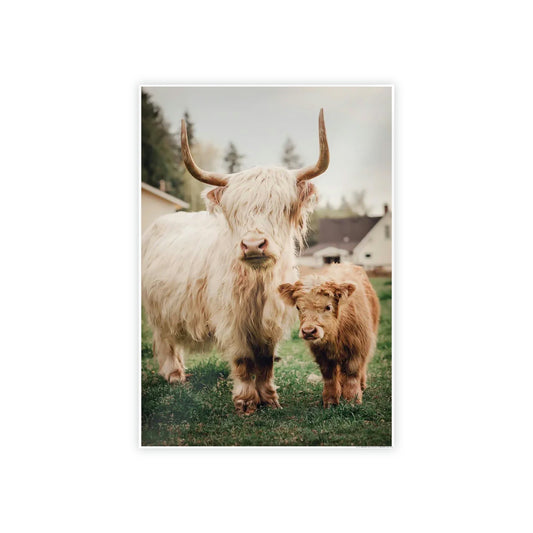 Highland Cow | White & Brown Highland Cows | Marvelous — Pixoram