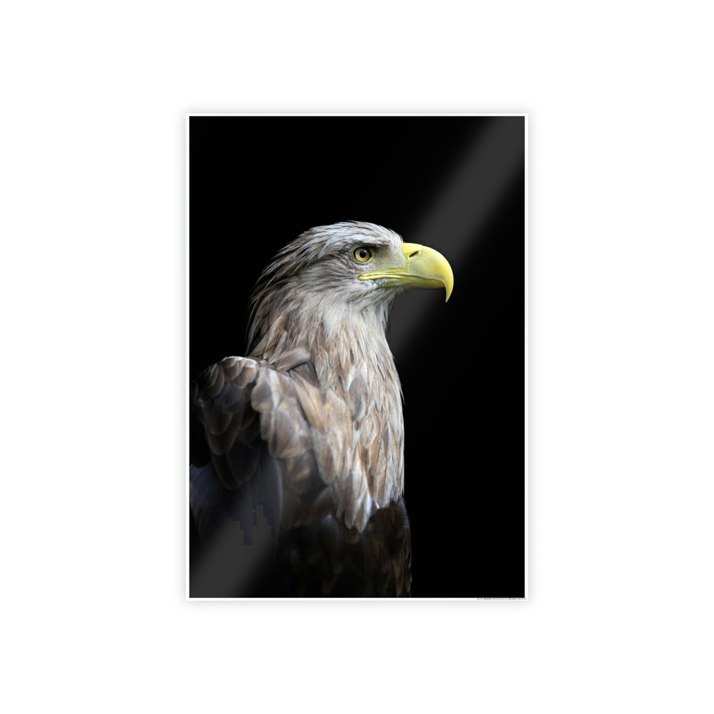 Eagle's Resilience: Inspiring Canvas Print, Showcasing their Indomitable Spirit