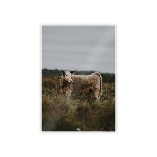 Cow Portrait: Wall Art Poster & Canvas of a Beautiful Bovine