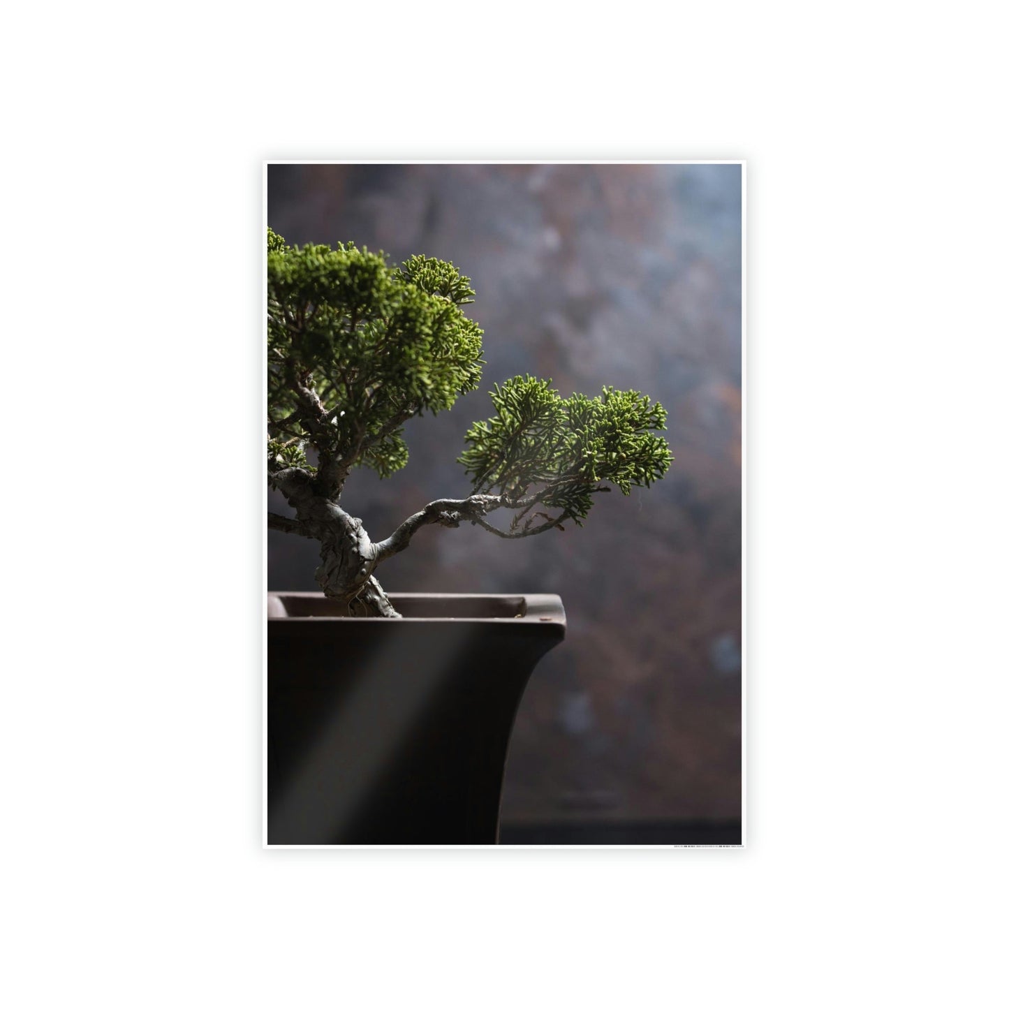 Bonsai Harmony: Framed Canvas and Print with Balanced Bonsai Tree Art