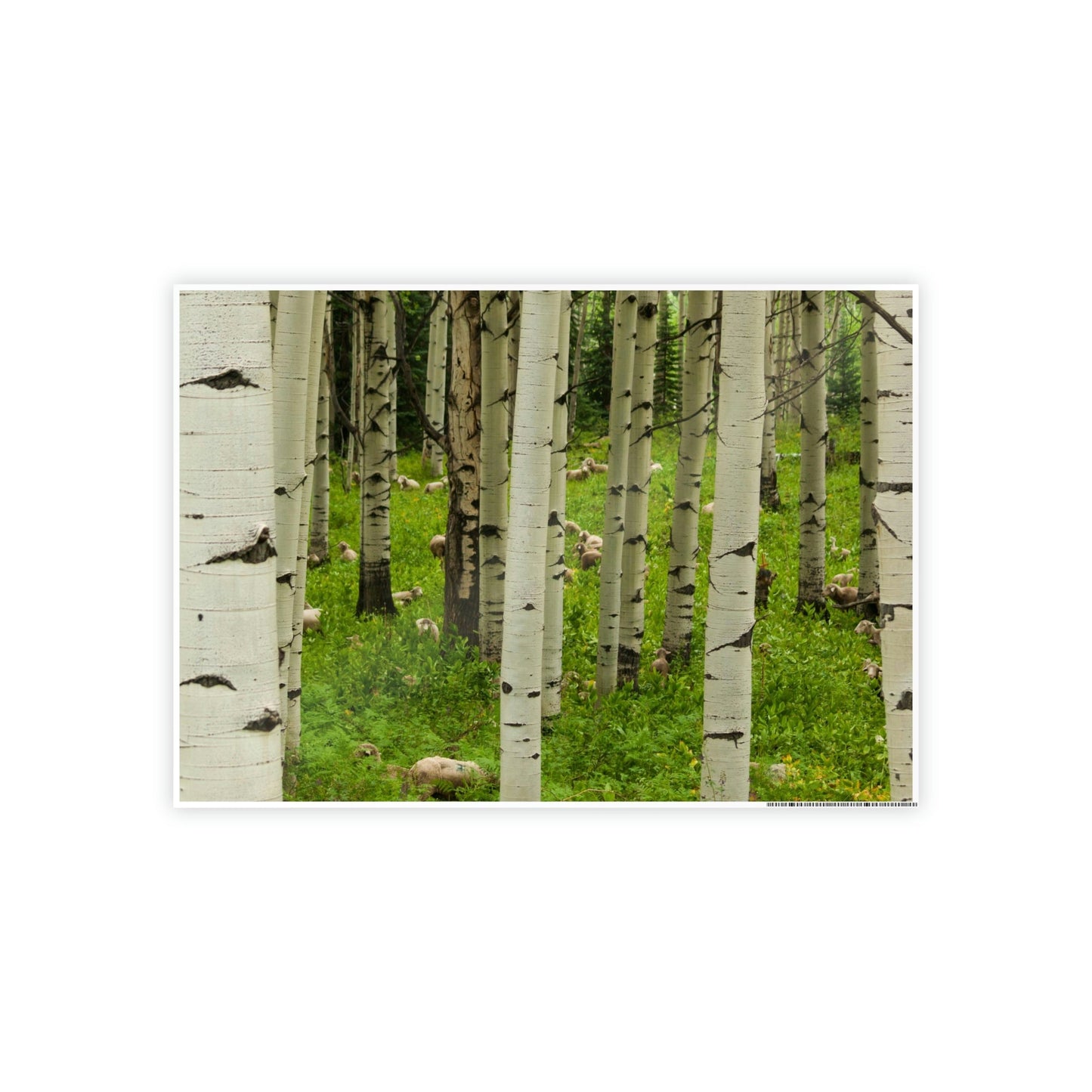 Silent Forest: Framed Poster of Birch Trees with a Tranquil Atmosphere
