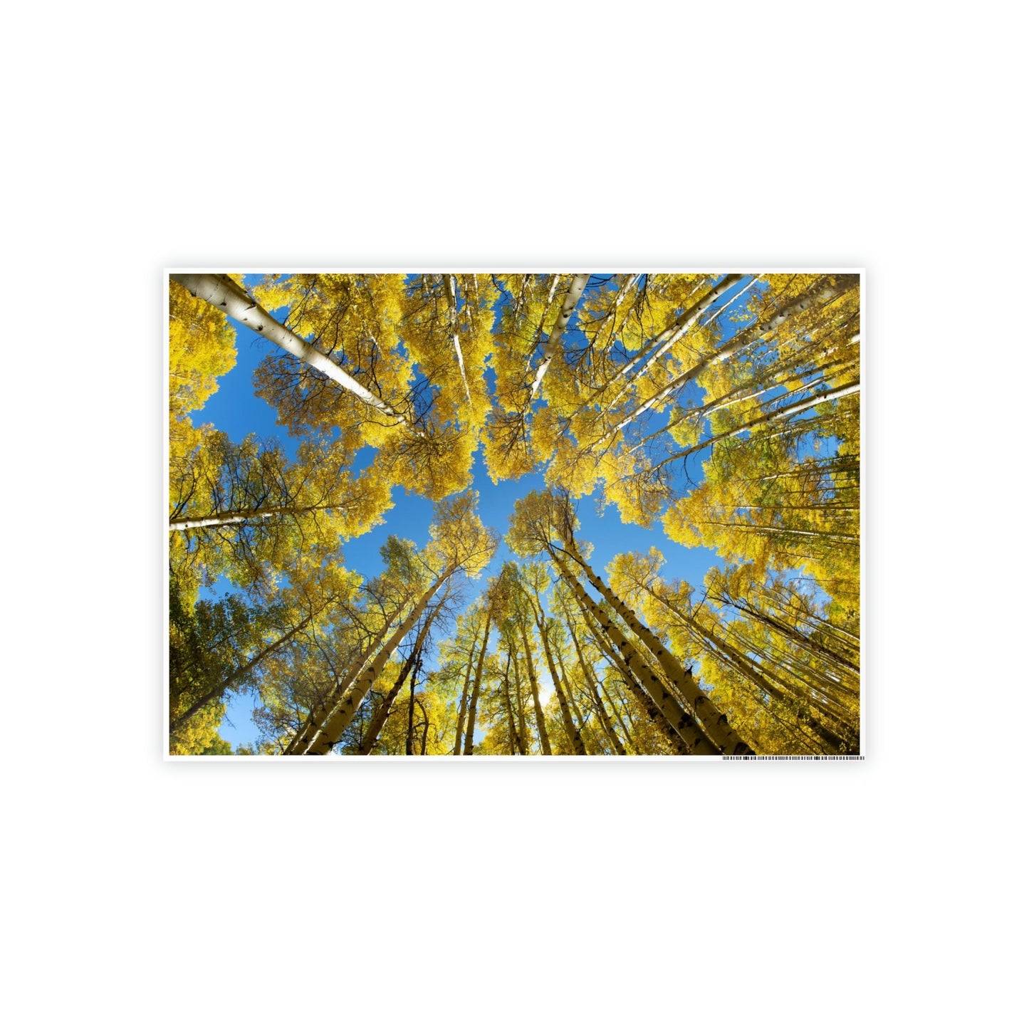 The Beauty of Nature: Rustic Framed Canvas Print of a Birch Tree Grove