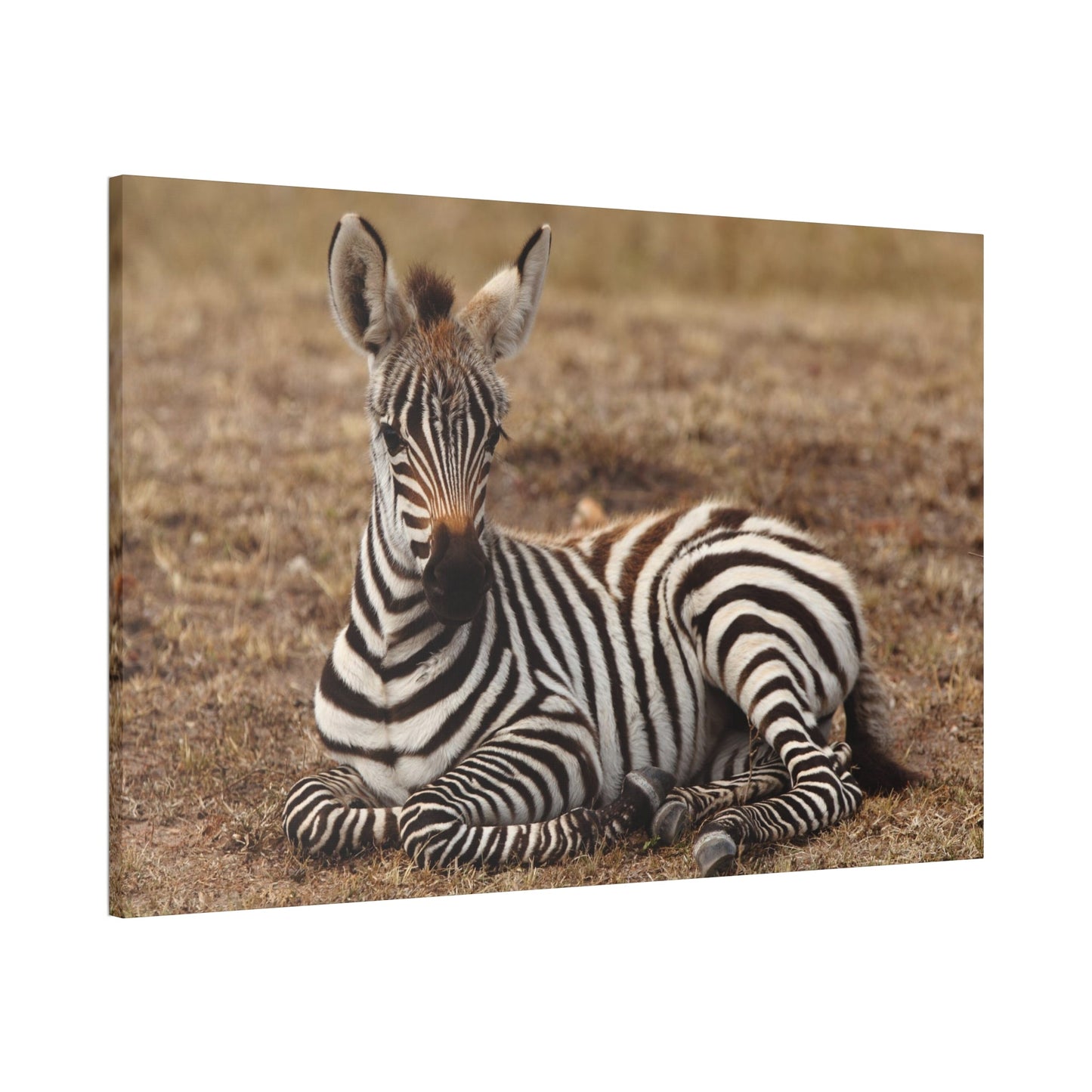 Zebra Beauty: Canvas Wall Art of Majestic Zebra for Nature Enthusiasts