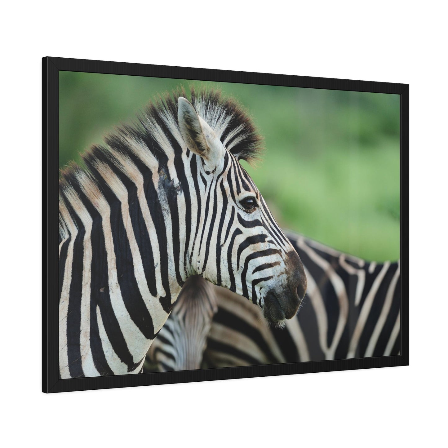 In the Wild: Zebra Canvas & Poster Print for a Natural Look
