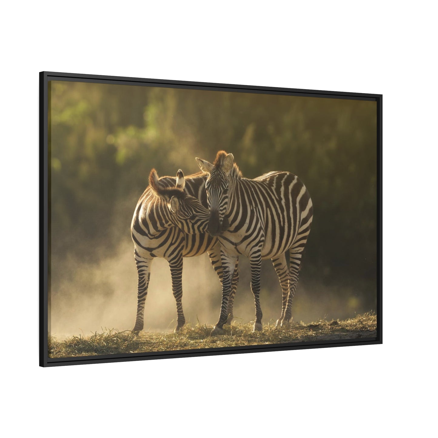 Wild Stripes: Stunning Zebras Canvas Print for Your Walls