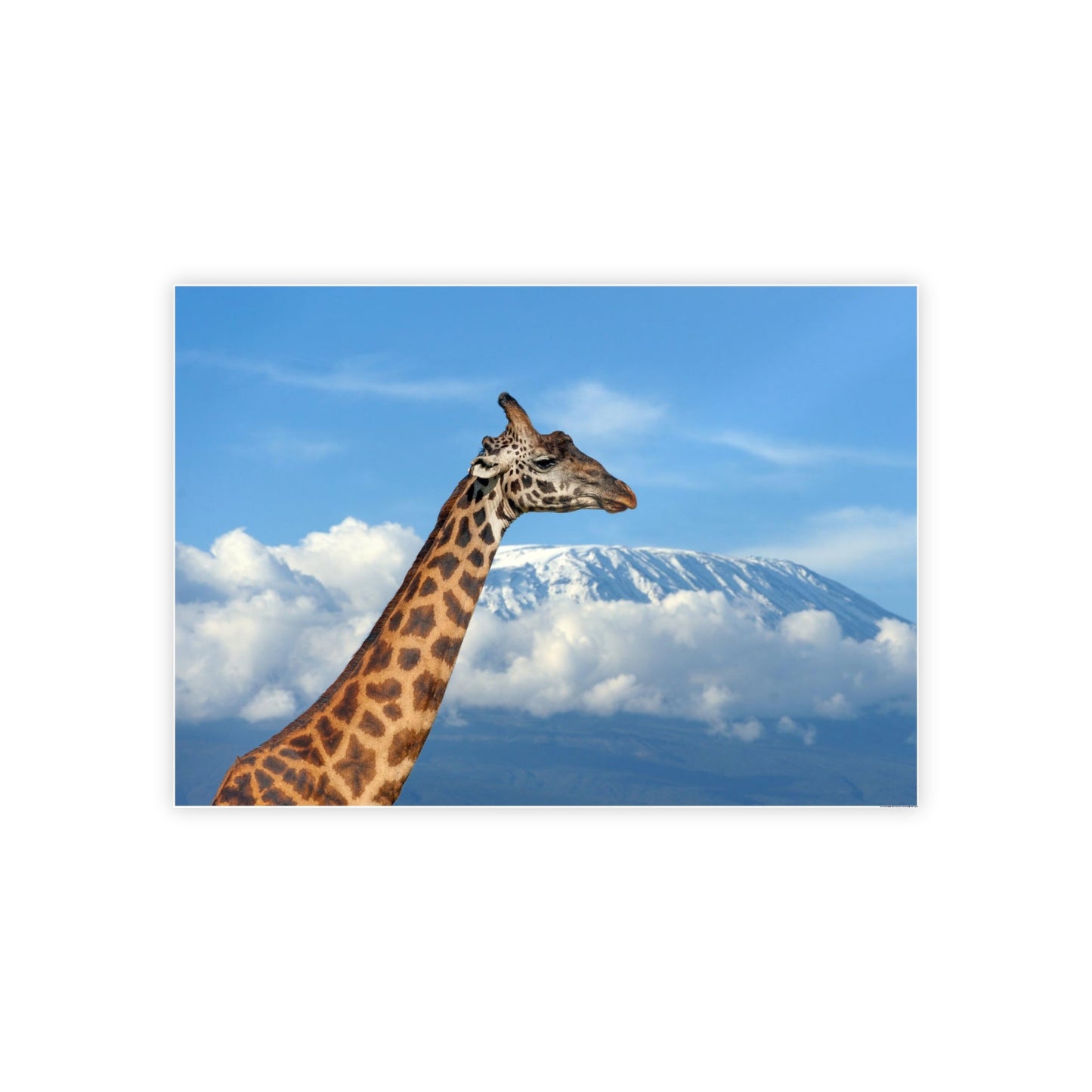 Giraffe Journey: Inspiring Art on a Framed Canvas or Poster