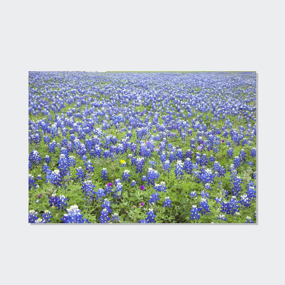 Bluebonnet Garden: Colorful Print on Canvas of a Flower-Filled Landscape