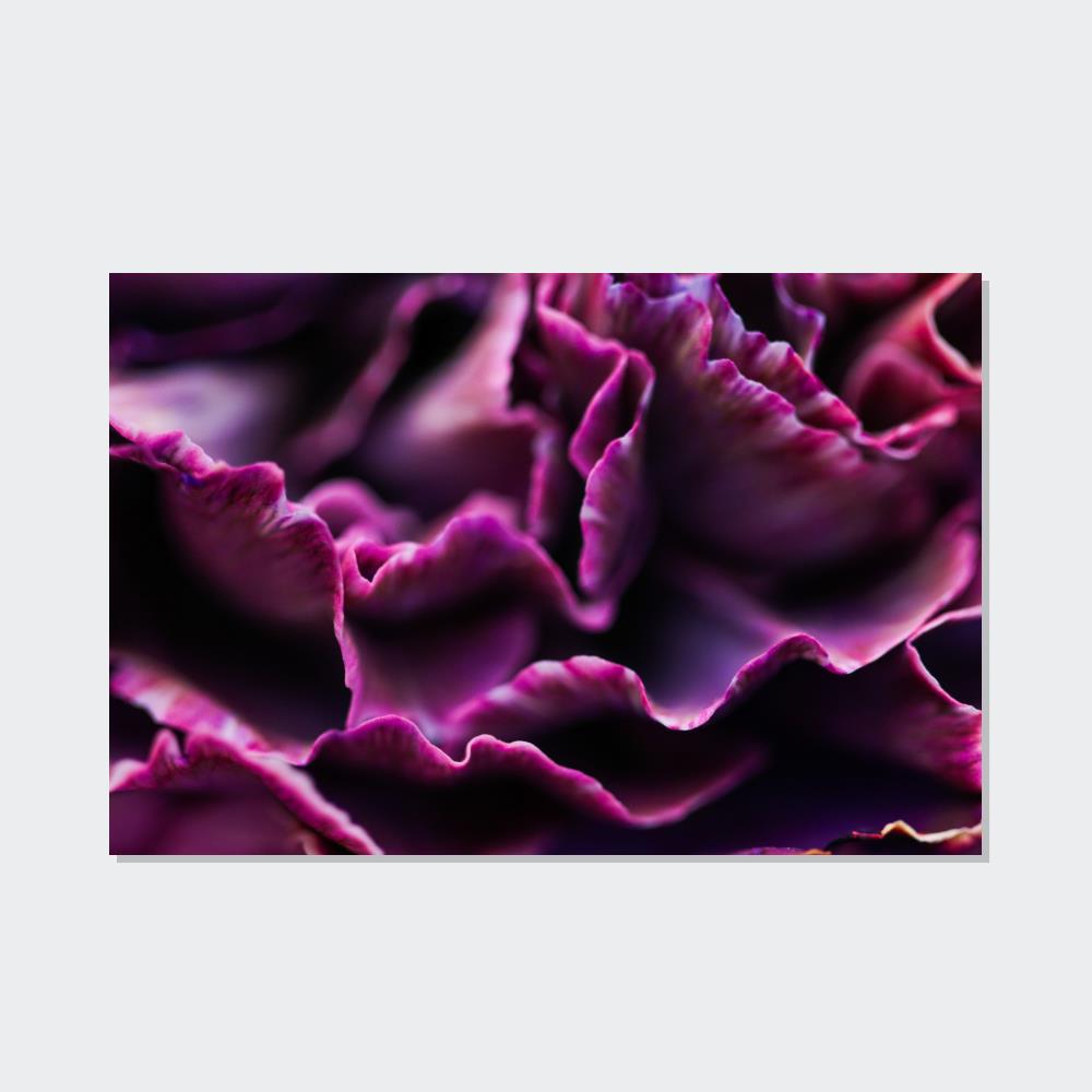 Colorful Petals: Framed Canvas and Wall Art of Carnations for Your Walls
