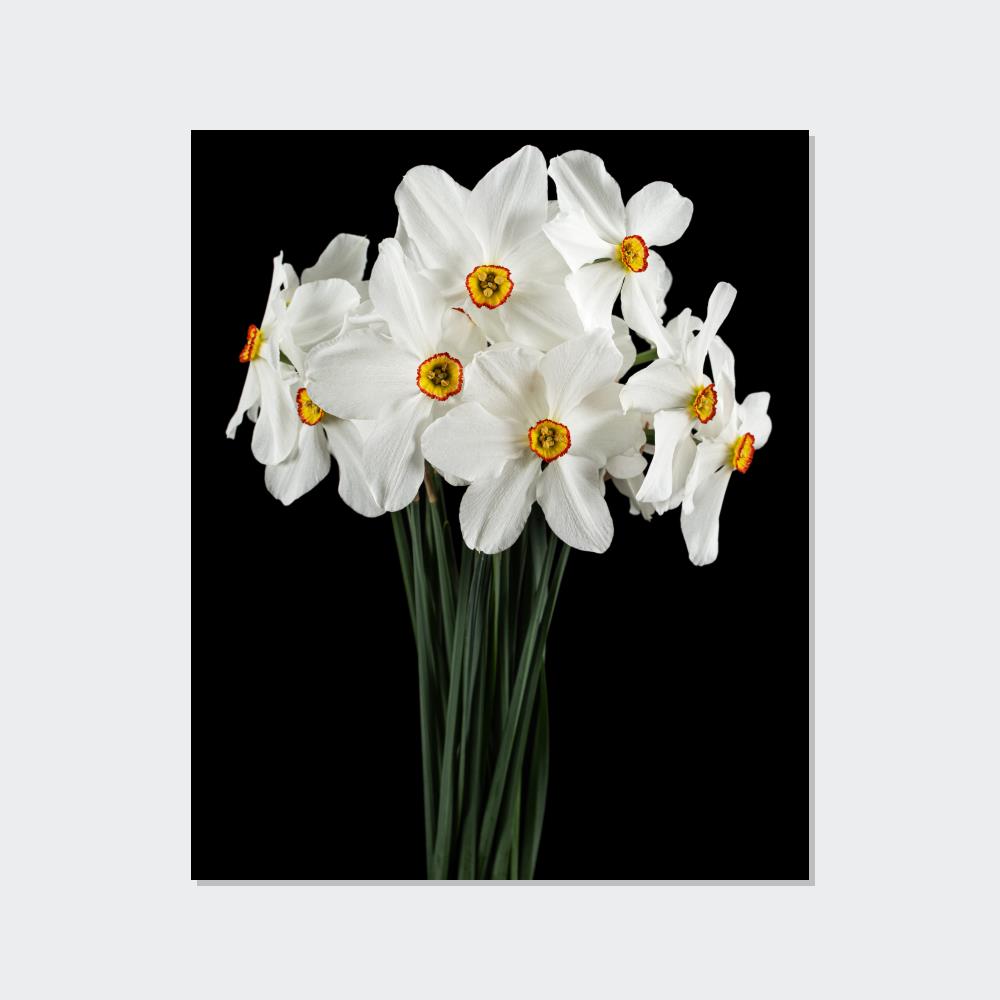 Daffodil Euphoria: A Blissful Awakening