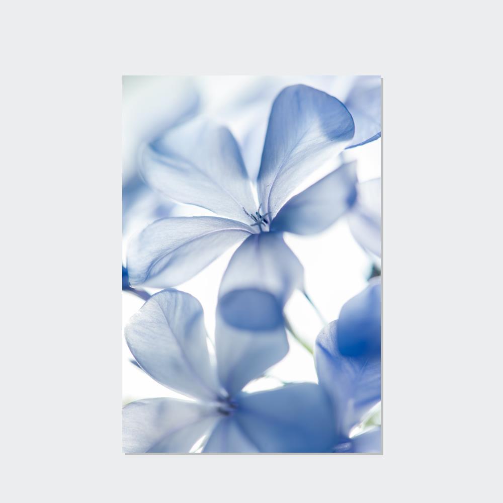 Floral Whispers: Nature's Soft Symphony