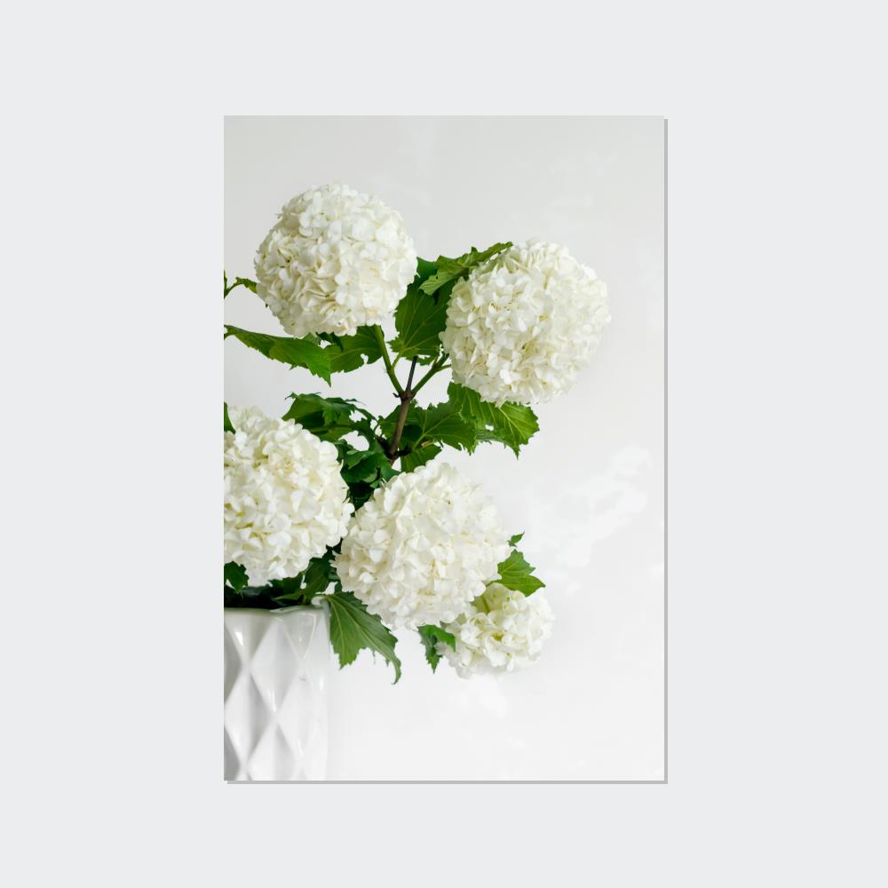 Hydrangea Serenity: A Peaceful Haven