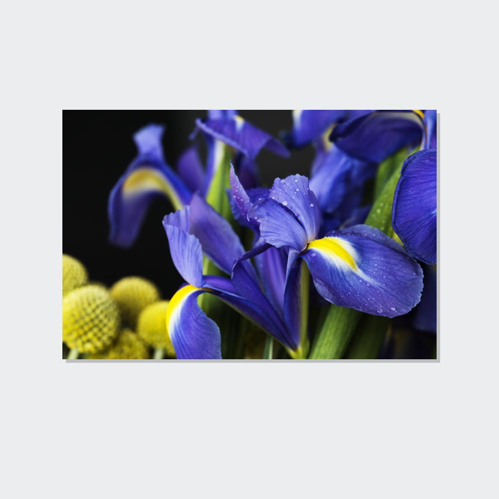 Iris Dreams: A Canvas of Purple and Blue Hues