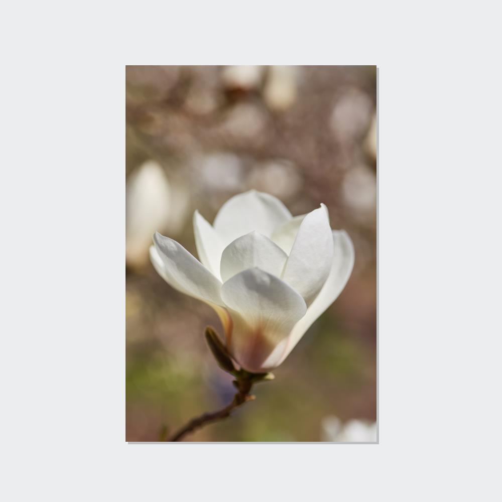 Magnolia Romance: A Garden of Love