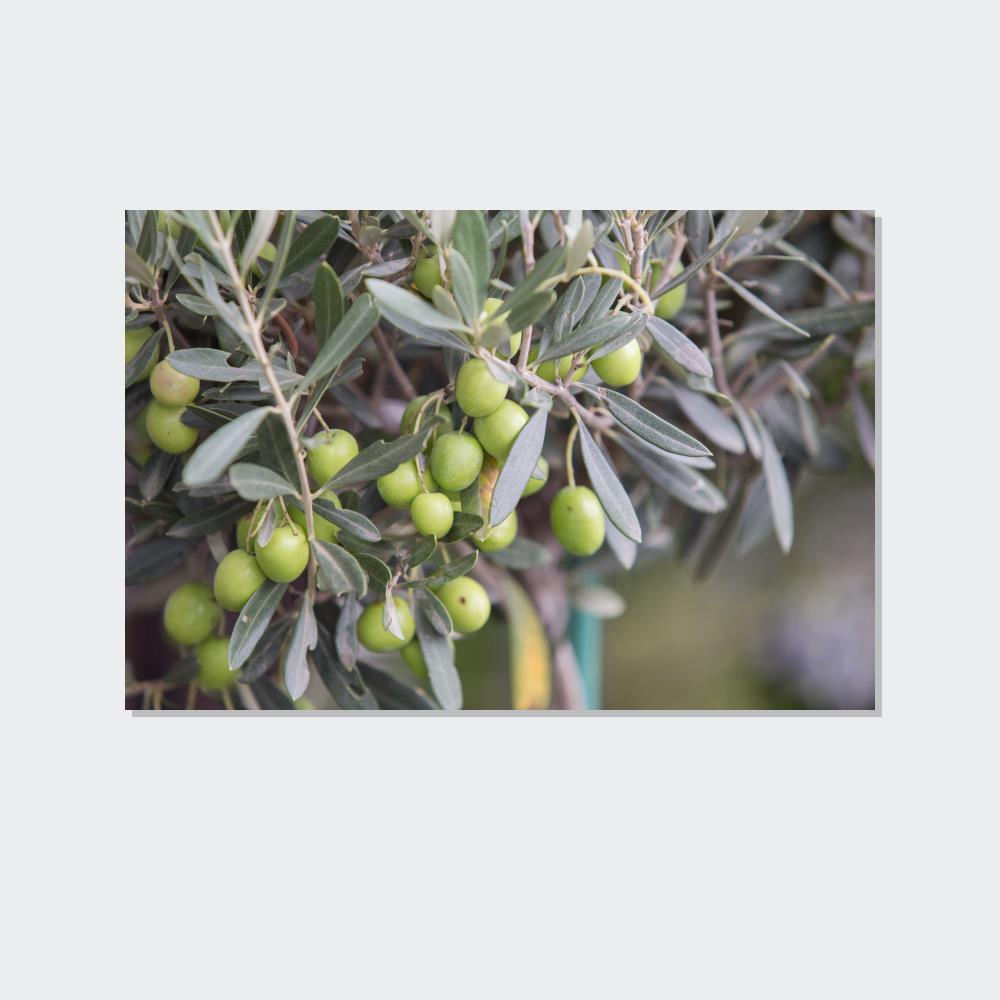 A Grove of Memories: A Nostalgic and Heartfelt Tribute to the Olive Trees' History