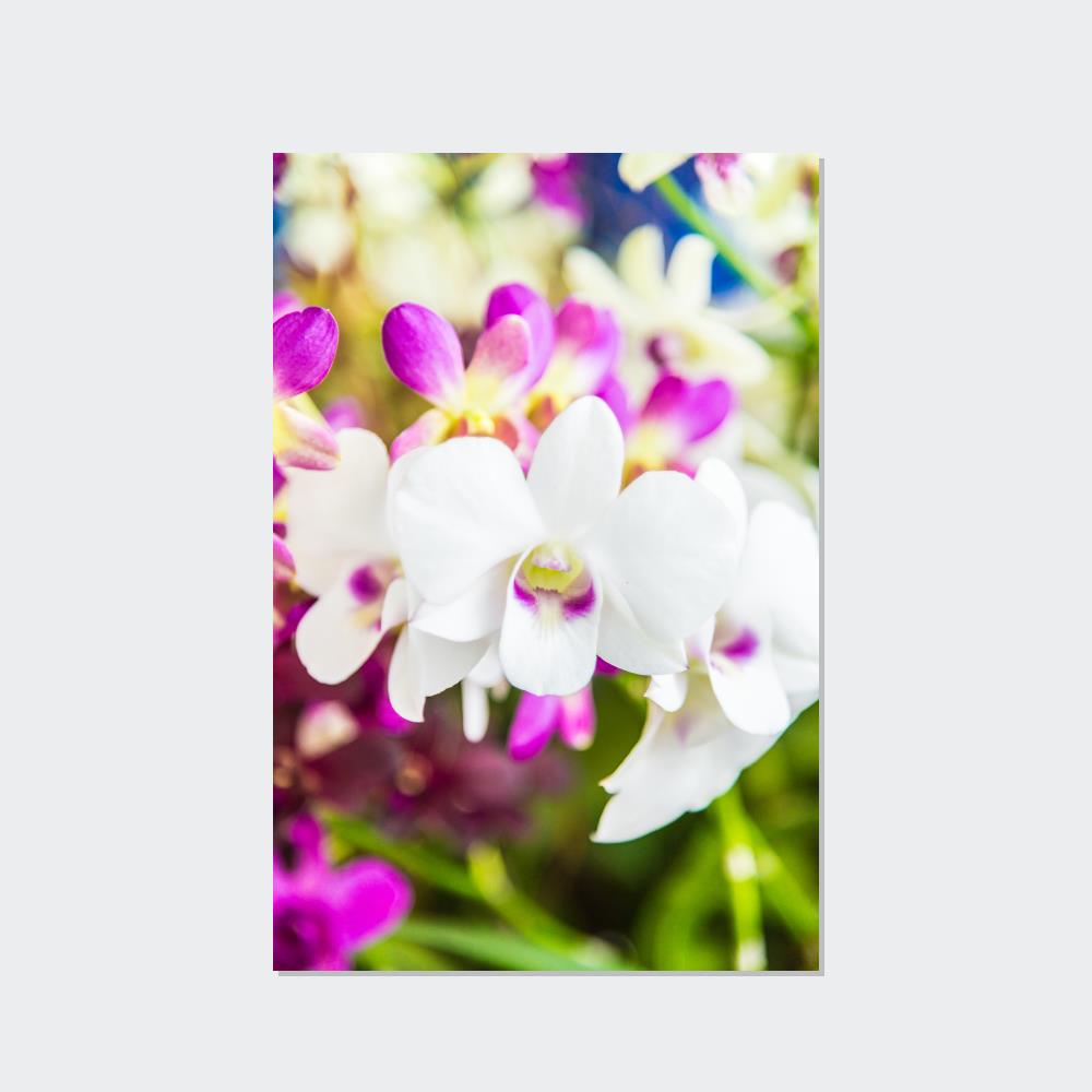 Orchid Garden: A Colorful Canvas Escape