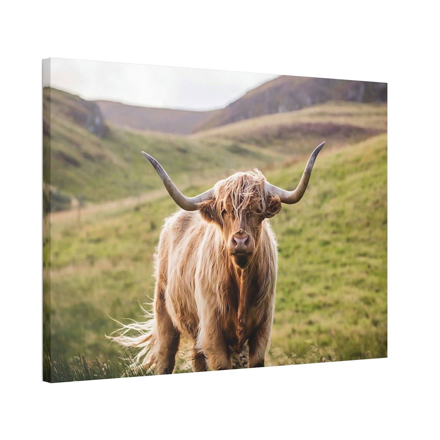 Highland Cow | Furry Cow on a Sunny Day | Canvas Art — Pixoram