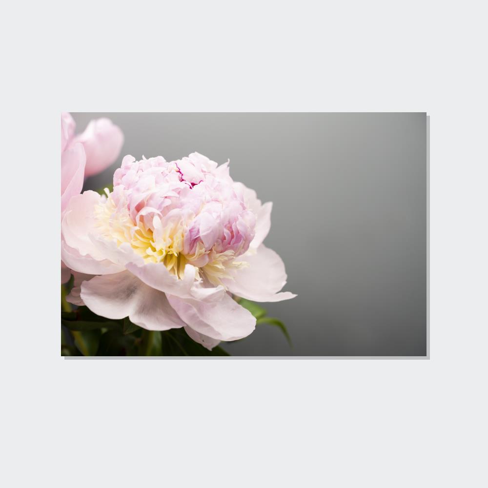 Peony Purity: A Bouquet of White